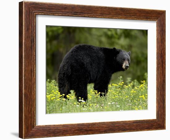 Black Bear (Ursus Americanus), Manning Provincial Park, British Columbia, Canada, North America-James Hager-Framed Photographic Print