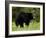 Black Bear (Ursus Americanus), Manning Provincial Park, British Columbia, Canada, North America-James Hager-Framed Photographic Print