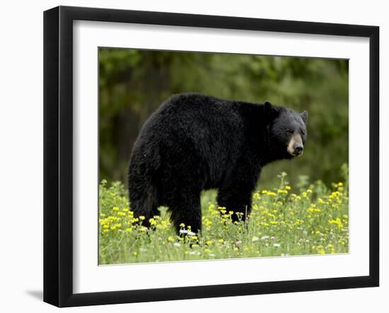 Black Bear (Ursus Americanus), Manning Provincial Park, British Columbia, Canada, North America-James Hager-Framed Photographic Print