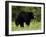 Black Bear (Ursus Americanus), Manning Provincial Park, British Columbia, Canada, North America-James Hager-Framed Photographic Print