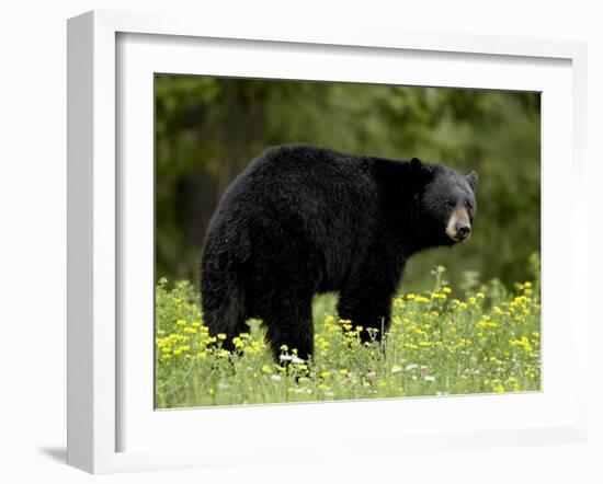 Black Bear (Ursus Americanus), Manning Provincial Park, British Columbia, Canada, North America-James Hager-Framed Photographic Print