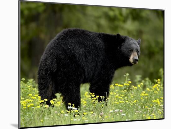 Black Bear (Ursus Americanus), Manning Provincial Park, British Columbia, Canada, North America-James Hager-Mounted Photographic Print