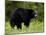 Black Bear (Ursus Americanus), Manning Provincial Park, British Columbia, Canada, North America-James Hager-Mounted Photographic Print