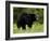 Black Bear (Ursus Americanus), Manning Provincial Park, British Columbia, Canada, North America-James Hager-Framed Photographic Print