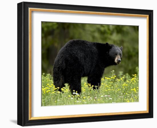 Black Bear (Ursus Americanus), Manning Provincial Park, British Columbia, Canada, North America-James Hager-Framed Photographic Print