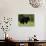 Black Bear (Ursus Americanus), Manning Provincial Park, British Columbia, Canada, North America-James Hager-Photographic Print displayed on a wall
