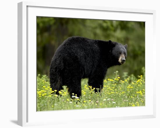 Black Bear (Ursus Americanus), Manning Provincial Park, British Columbia, Canada, North America-James Hager-Framed Photographic Print