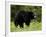 Black Bear (Ursus Americanus), Manning Provincial Park, British Columbia, Canada, North America-James Hager-Framed Photographic Print