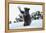 Black Bear (Ursus Americanus), Montana, United States of America, North America-Janette Hil-Framed Premier Image Canvas