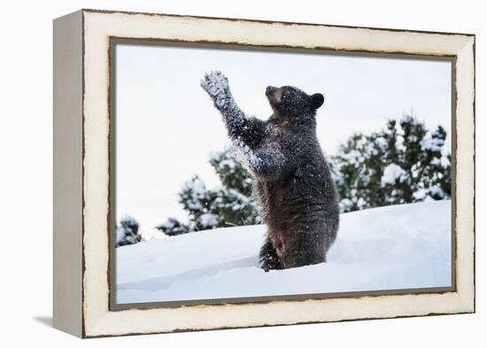 Black Bear (Ursus Americanus), Montana, United States of America, North America-Janette Hil-Framed Premier Image Canvas