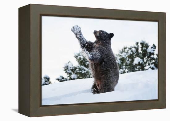 Black Bear (Ursus Americanus), Montana, United States of America, North America-Janette Hil-Framed Premier Image Canvas