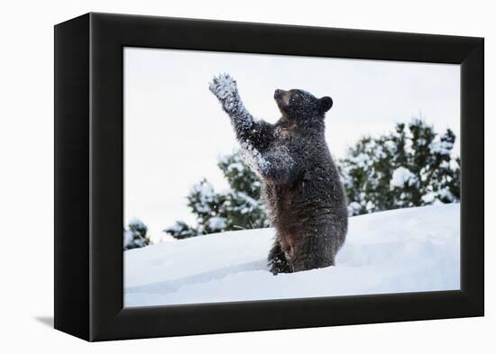 Black Bear (Ursus Americanus), Montana, United States of America, North America-Janette Hil-Framed Premier Image Canvas