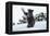 Black Bear (Ursus Americanus), Montana, United States of America, North America-Janette Hil-Framed Premier Image Canvas