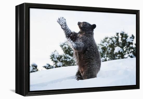 Black Bear (Ursus Americanus), Montana, United States of America, North America-Janette Hil-Framed Premier Image Canvas