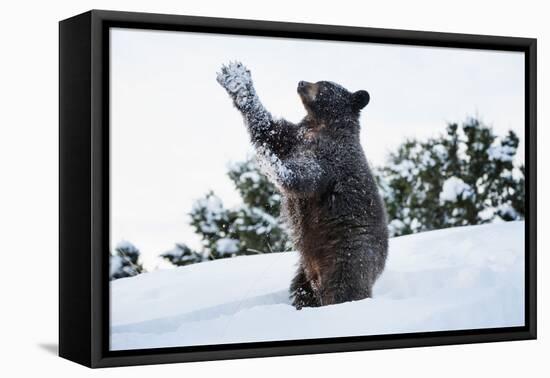 Black Bear (Ursus Americanus), Montana, United States of America, North America-Janette Hil-Framed Premier Image Canvas