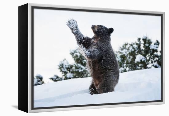 Black Bear (Ursus Americanus), Montana, United States of America, North America-Janette Hil-Framed Premier Image Canvas