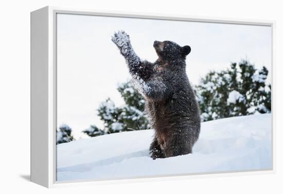 Black Bear (Ursus Americanus), Montana, United States of America, North America-Janette Hil-Framed Premier Image Canvas