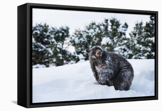 Black Bear (Ursus Americanus), Montana, United States of America, North America-Janette Hil-Framed Premier Image Canvas