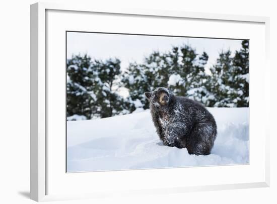 Black Bear (Ursus Americanus), Montana, United States of America, North America-Janette Hil-Framed Photographic Print