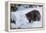 Black Bear (Ursus Americanus), Montana, United States of America, North America-Janette Hil-Framed Premier Image Canvas