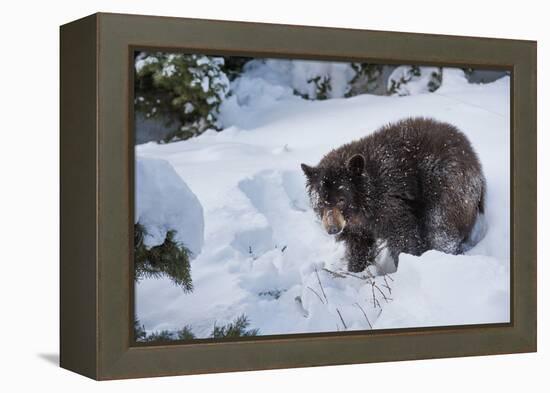 Black Bear (Ursus Americanus), Montana, United States of America, North America-Janette Hil-Framed Premier Image Canvas