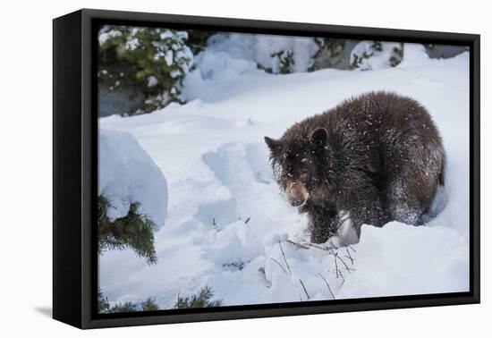 Black Bear (Ursus Americanus), Montana, United States of America, North America-Janette Hil-Framed Premier Image Canvas