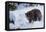 Black Bear (Ursus Americanus), Montana, United States of America, North America-Janette Hil-Framed Premier Image Canvas