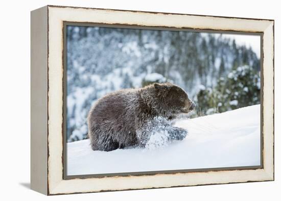 Black Bear (Ursus Americanus), Montana, United States of America, North America-Janette Hil-Framed Premier Image Canvas