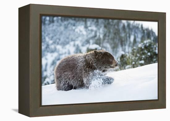 Black Bear (Ursus Americanus), Montana, United States of America, North America-Janette Hil-Framed Premier Image Canvas