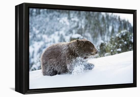 Black Bear (Ursus Americanus), Montana, United States of America, North America-Janette Hil-Framed Premier Image Canvas