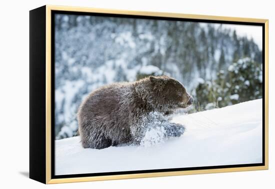 Black Bear (Ursus Americanus), Montana, United States of America, North America-Janette Hil-Framed Premier Image Canvas