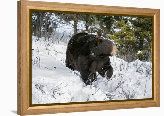 Black Bear (Ursus Americanus), Montana, United States of America, North America-Janette Hil-Framed Premier Image Canvas