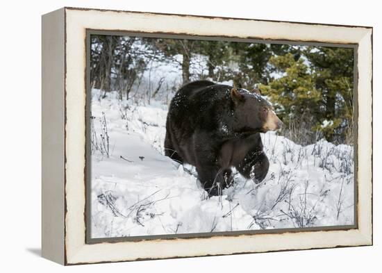 Black Bear (Ursus Americanus), Montana, United States of America, North America-Janette Hil-Framed Premier Image Canvas