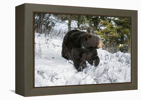 Black Bear (Ursus Americanus), Montana, United States of America, North America-Janette Hil-Framed Premier Image Canvas