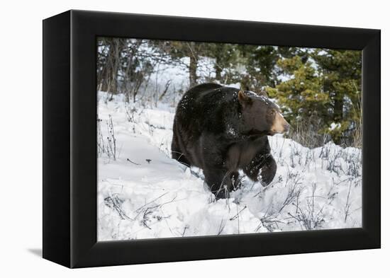 Black Bear (Ursus Americanus), Montana, United States of America, North America-Janette Hil-Framed Premier Image Canvas