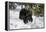 Black Bear (Ursus Americanus), Montana, United States of America, North America-Janette Hil-Framed Premier Image Canvas