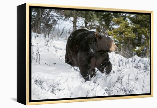 Black Bear (Ursus Americanus), Montana, United States of America, North America-Janette Hil-Framed Premier Image Canvas