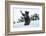 Black Bear (Ursus Americanus), Montana, United States of America, North America-Janette Hil-Framed Photographic Print