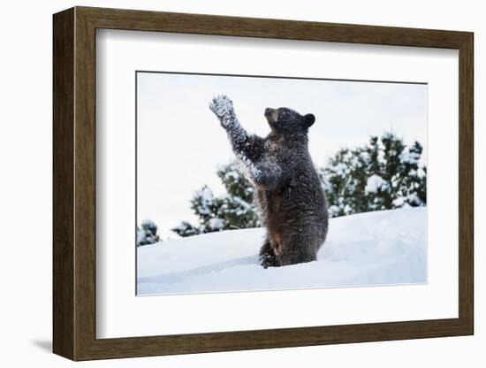 Black Bear (Ursus Americanus), Montana, United States of America, North America-Janette Hil-Framed Photographic Print