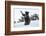 Black Bear (Ursus Americanus), Montana, United States of America, North America-Janette Hil-Framed Photographic Print