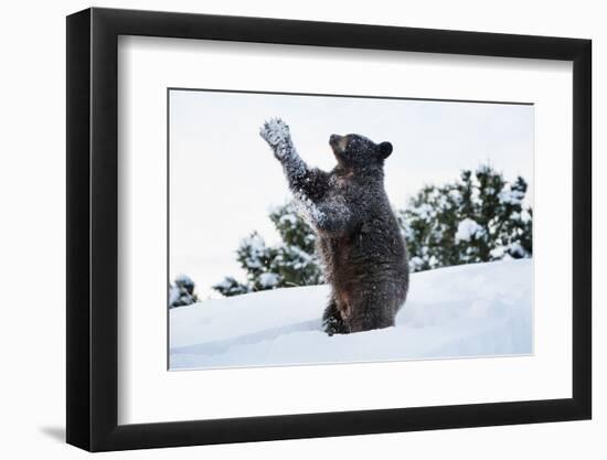 Black Bear (Ursus Americanus), Montana, United States of America, North America-Janette Hil-Framed Photographic Print