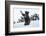 Black Bear (Ursus Americanus), Montana, United States of America, North America-Janette Hil-Framed Photographic Print