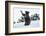 Black Bear (Ursus Americanus), Montana, United States of America, North America-Janette Hil-Framed Photographic Print