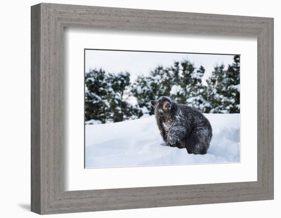 Black Bear (Ursus Americanus), Montana, United States of America, North America-Janette Hil-Framed Photographic Print