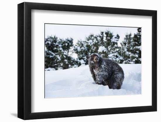 Black Bear (Ursus Americanus), Montana, United States of America, North America-Janette Hil-Framed Photographic Print