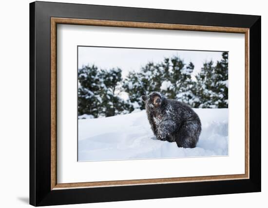 Black Bear (Ursus Americanus), Montana, United States of America, North America-Janette Hil-Framed Photographic Print