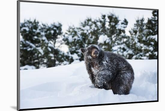 Black Bear (Ursus Americanus), Montana, United States of America, North America-Janette Hil-Mounted Photographic Print