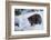 Black Bear (Ursus Americanus), Montana, United States of America, North America-Janette Hil-Framed Photographic Print