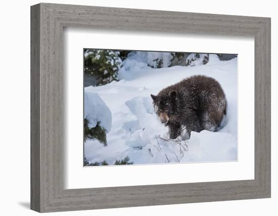 Black Bear (Ursus Americanus), Montana, United States of America, North America-Janette Hil-Framed Photographic Print