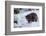 Black Bear (Ursus Americanus), Montana, United States of America, North America-Janette Hil-Framed Photographic Print